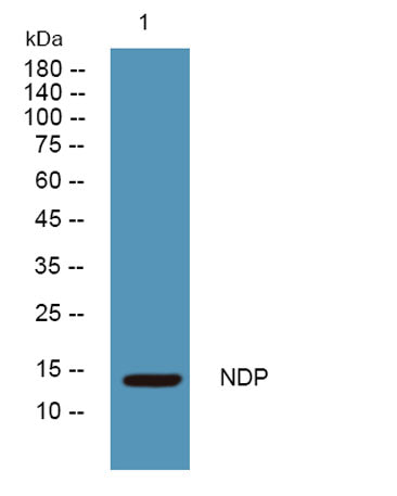 NDP rabbit pAb