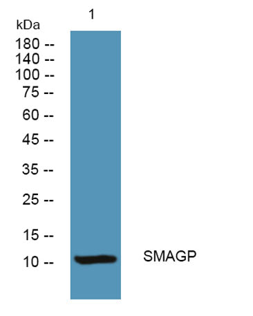 SMAGP rabbit pAb