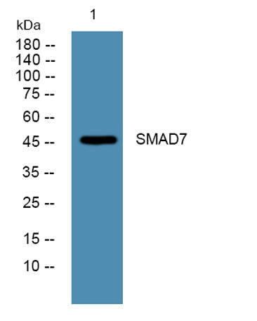 SMAD7 rabbit pAb