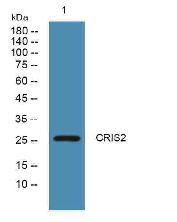 CRIS2 rabbit pAb