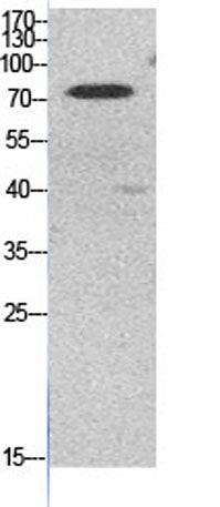 Ub (Acetyl Lys48) rabbit pAb