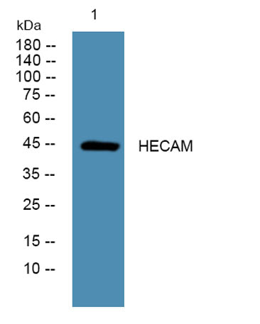 HECAM rabbit pAb