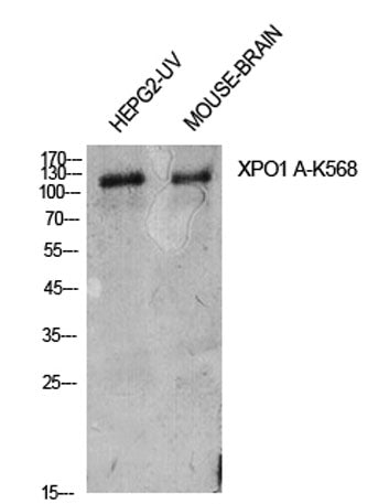 CRM1 (Acetyl Lys568) rabbit pAb