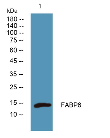 FABP6 rabbit pAb