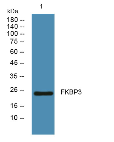 FKBP3 rabbit pAb