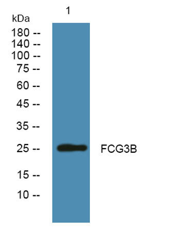 FCG3B rabbit pAb