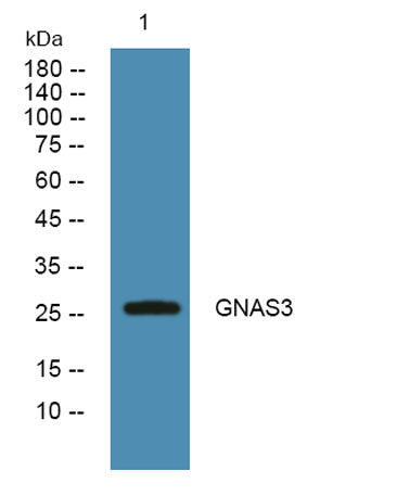 GNAS3 rabbit pAb