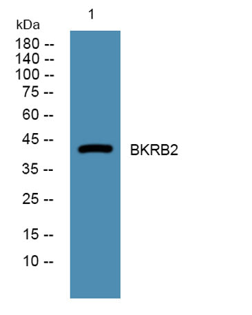 BKRB2 rabbit pAb