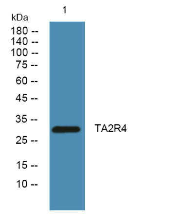 TA2R4 rabbit pAb
