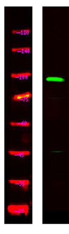 TS1R2 rabbit pAb
