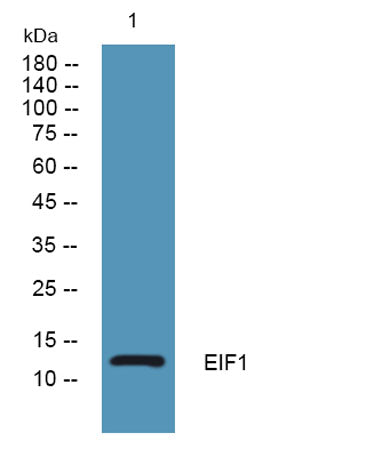 EIF1 rabbit pAb