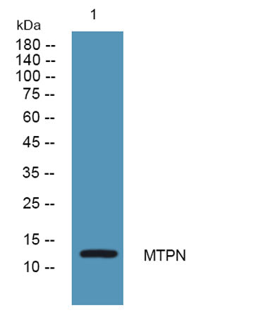 MTPN rabbit pAb