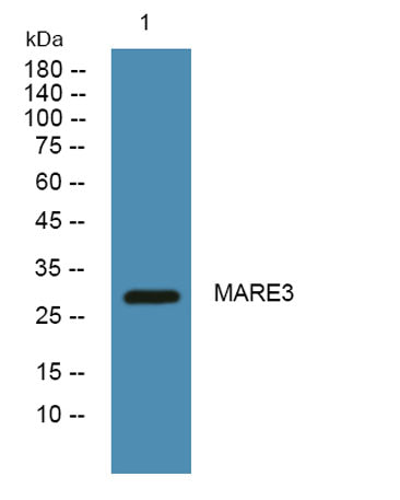 MARE3 rabbit pAb