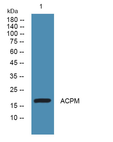 ACPM rabbit pAb