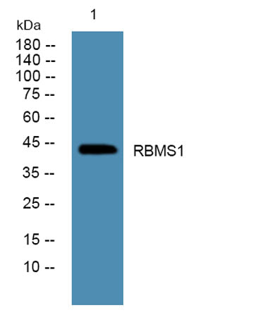 RBMS1 rabbit pAb