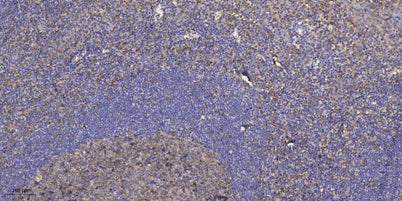 ZN861 rabbit pAb