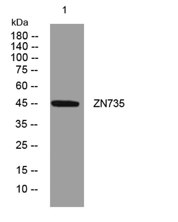 ZN735 rabbit pAb