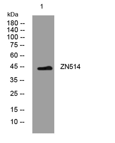 ZN514 rabbit pAb