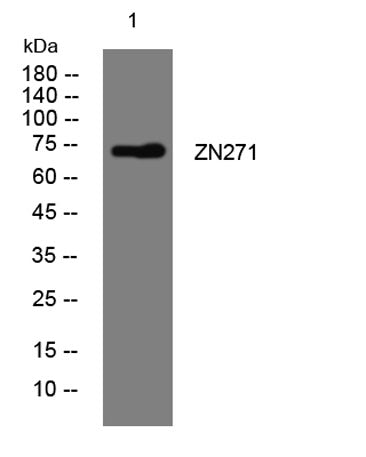 ZN271 rabbit pAb