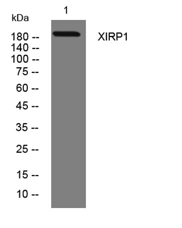XIRP1 rabbit pAb