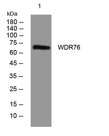 WDR76 rabbit pAb