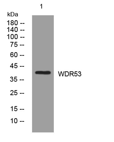WDR53 rabbit pAb