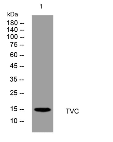 TVC rabbit pAb