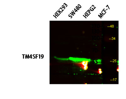 TM4SF19 rabbit pAb
