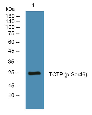TCTP (phospho-Ser46) rabbit pAb