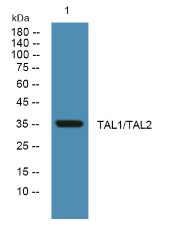 TAL1/TAL2 rabbit pAb