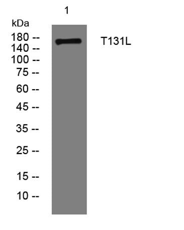 T131L rabbit pAb