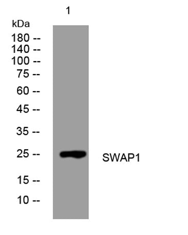 SWAP1 rabbit pAb