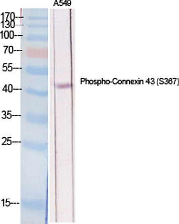 Connexin 43 (phospho Ser368) rabbit pAb