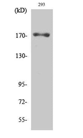 EGFR (phospho Thr693) rabbit pAb