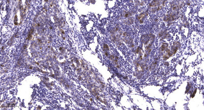 Smad1 (phospho-Ser206) rabbit pAb