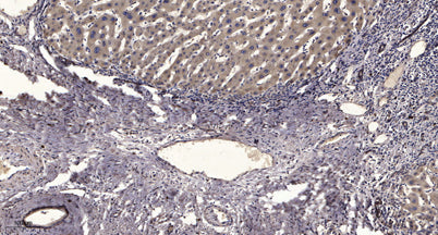 Skp2 (phospho-Ser64) rabbit pAb