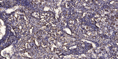 SirT1 (phospho-Ser27) rabbit pAb