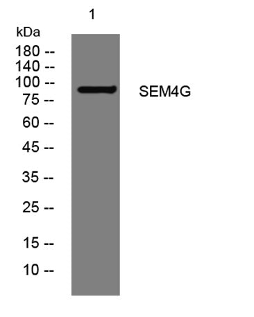 SEM4G rabbit pAb