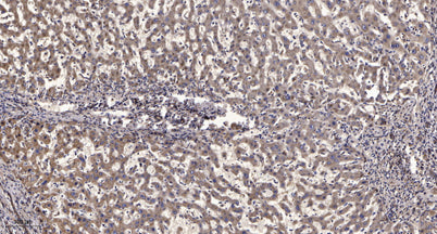 Scribble (phospho-Ser1220) rabbit pAb