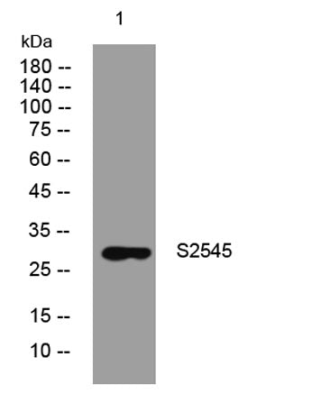 S2545 rabbit pAb