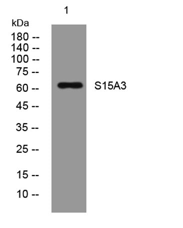 S15A3 rabbit pAb