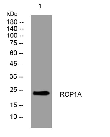 ROP1A rabbit pAb