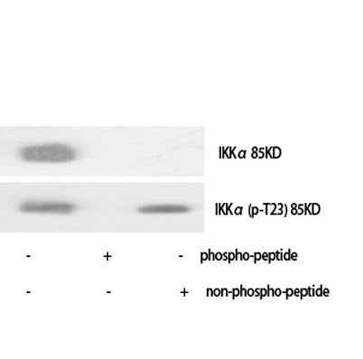 IKKα (phospho Thr23) rabbit pAb