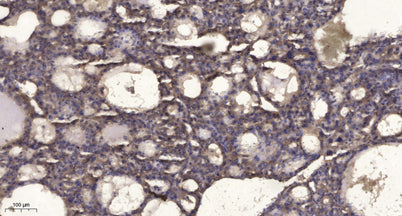 RIP3 (phospho-Ser227) rabbit pAb