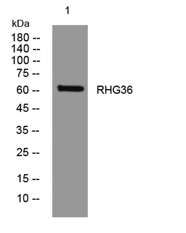 RHG36 rabbit pAb