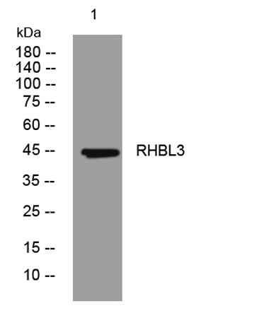 RHBL3 rabbit pAb