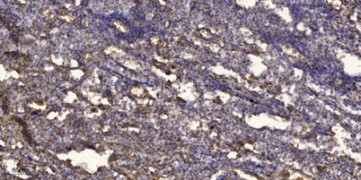Rev-erbα (phospho-Ser55/59) rabbit pAb