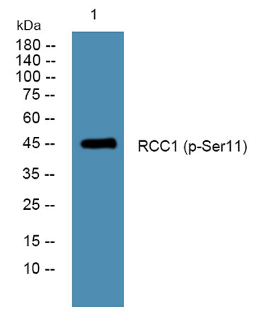 RCC1 (phospho-Ser11) rabbit pAb