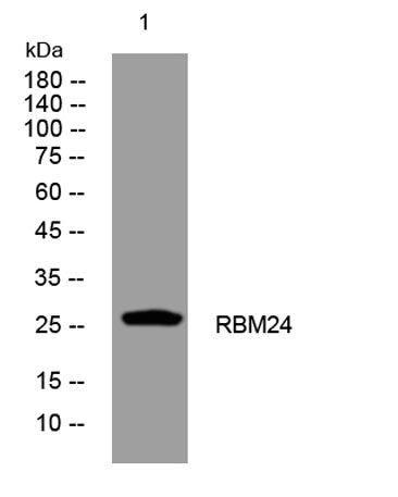 RBM24 rabbit pAb