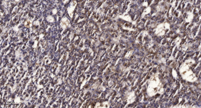 Rad50 (phospho-Ser635) rabbit pAb